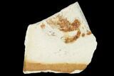 Partial, Miocene Pea Crab (Pinnixa) Fossil - California #141608-1